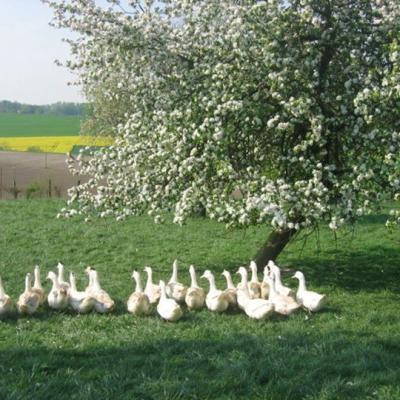 Canards en pature