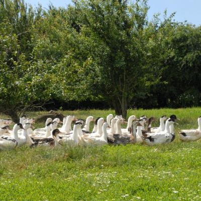 Canards en pature