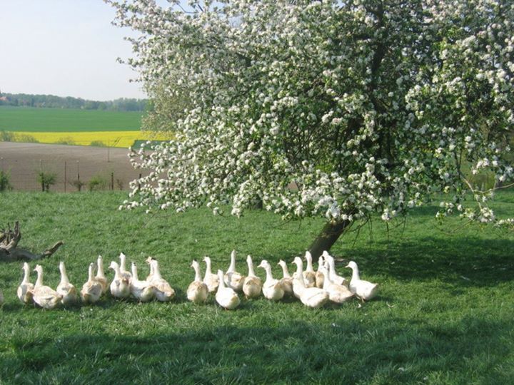 Canards en pature